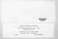 Ramularia veronicae image